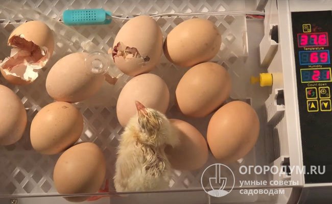 При выведении цыплят в инкубаторе придерживаются стандартного режима