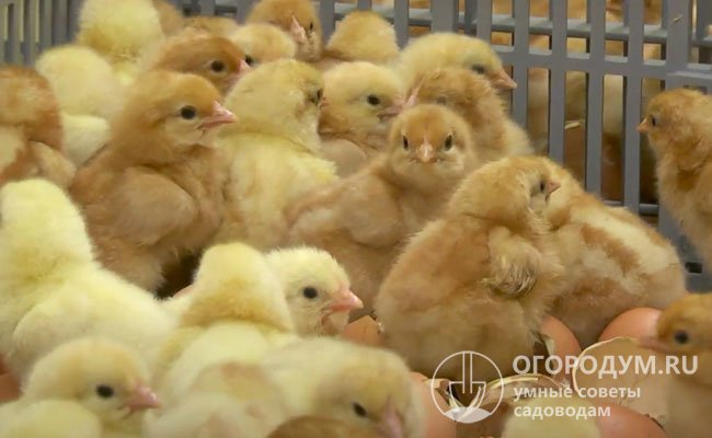 Молодняк, выведенный в инкубаторе, отличается высокой сохранностью: из 100 птенцов за первую неделю жизни погибает не более 3-4 особей