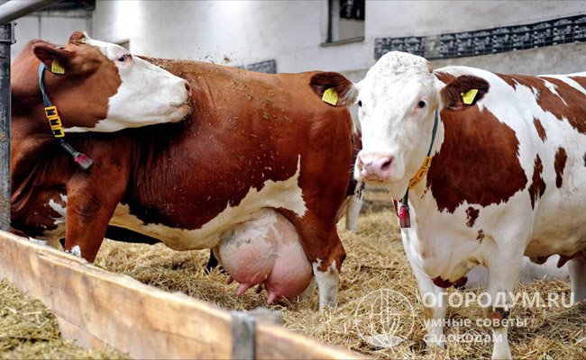 В фермерских хозяйствах от 5 до 40% от общего количества выбракованного скота составляют особи с маститом или атрофией долей молочной железы