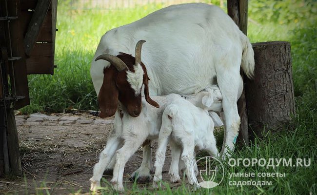 Первую случку молочных коз советуют проводить в возрасте 10-18 месяцев, у более молодых особей вымя еще недостаточно развито, что также приводит к проблемам