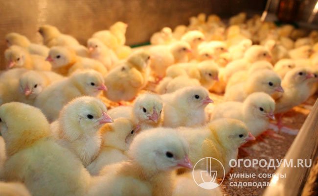 Цыплят лучше покупать не у частных хозяев, а на крупных птицефабриках, которые гарантируют хорошее состояние малышей и их соответствие выбранному кроссу