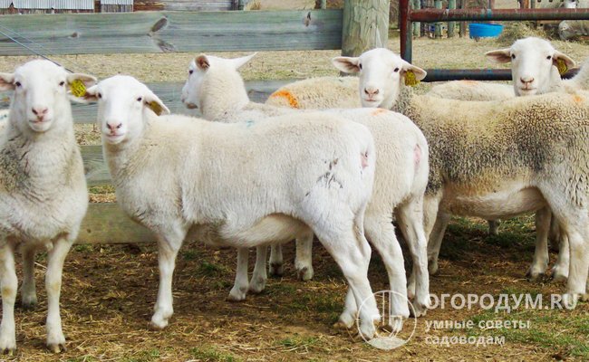 Лучшие мясные породы овец в России: фото, описание, характеристика, отзывы