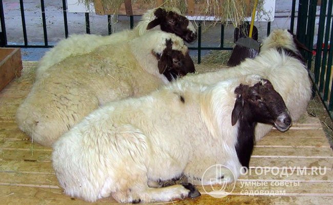 Калмыцкие овцы имеют рыжий, светло-рыжий (60-75% от всего поголовья) или белый (12-20%) окрас