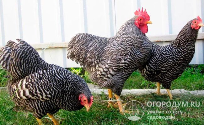 Амроксы имеют «кукушечный» («ястребиный» или полосатый) окрас оперения, обладают ярко выраженной аутосексностью, позволяющей определять пол суточных цыплят