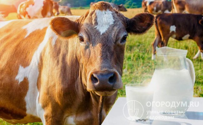 Молочные породы коров: описание с фото, характеристика