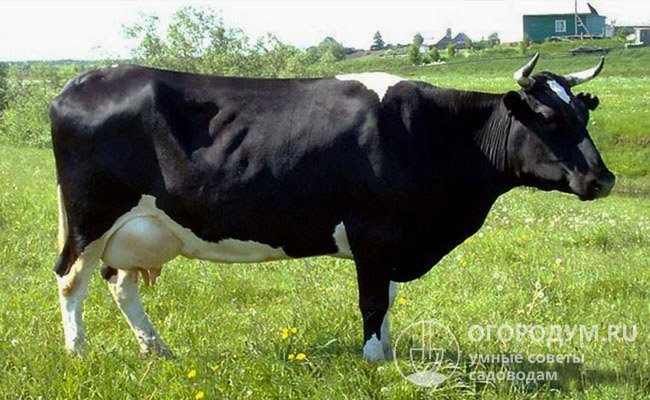 В общей численности поголовья КРС по всей стране количество холмогорских коров составляет около 9%