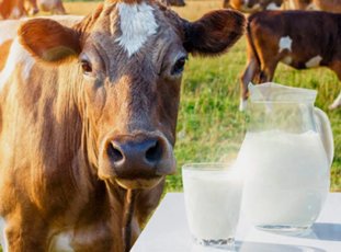 Молочные породы коров