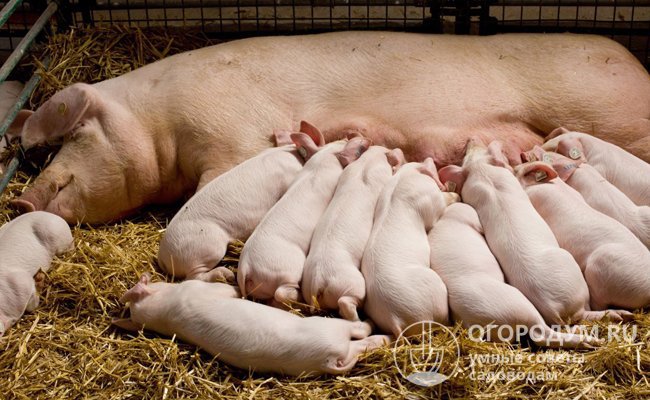 Уменьшение продолжительности молочного вскармливания позволяет получать приплод от одной свиноматки дважды за год