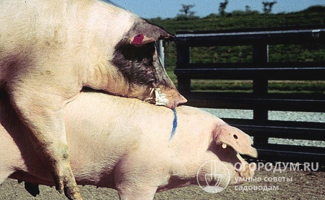 Следующую случку или искусственное осеменение свиньи можно производить не ранее, чем через 2-3 недели после опороса и 7 дней с момента прекращения естественного кормления
