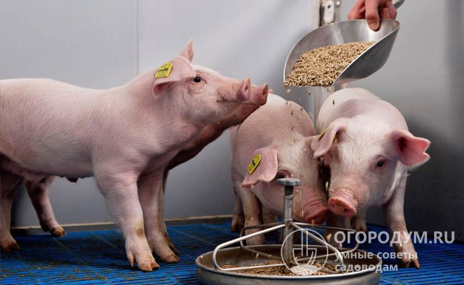 Когда поросята привыкнут к прикорму, свиноматкам заменяют сочные корма на сухие и уменьшают количество потребляемой воды, чтобы снизить лактацию