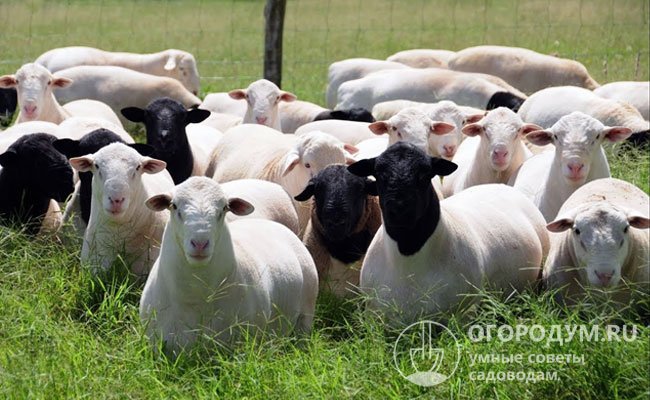 Овцы Дорпер очень популярны в Австралии, распространены в Великобритании, США, Канаде, в России считаются перспективными, но численность поголовья пока невелика