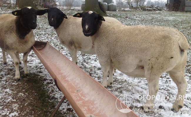 Зимой овцы продолжают питаться подножными кормами, спокойно переносят морозы до -30 ℃, при этом случка и роды благополучно проходят под открытым небом