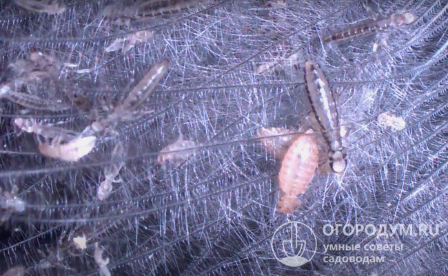 На фото: пероед куриный (Goniocotes gallinae) – паразит клещевого типа размером не более 2 мм