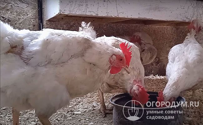 Почему цыплята клюют друг друга до крови под хвостом и что можно с этим сделать?