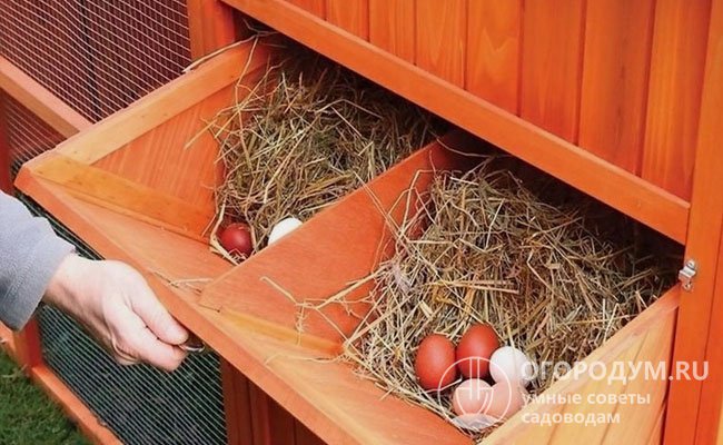 Оборудование гнезд яйцесборником снижает риск раздавливания и других повреждений яичной продукции