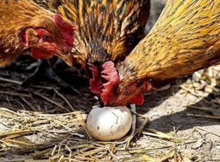 Почему куры клюют яйца: причины и что с этим делать