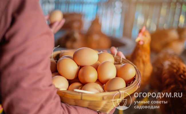 Естественное снижение яичной продуктивности наблюдается у самок при достижении возраста 2,5-3 лет