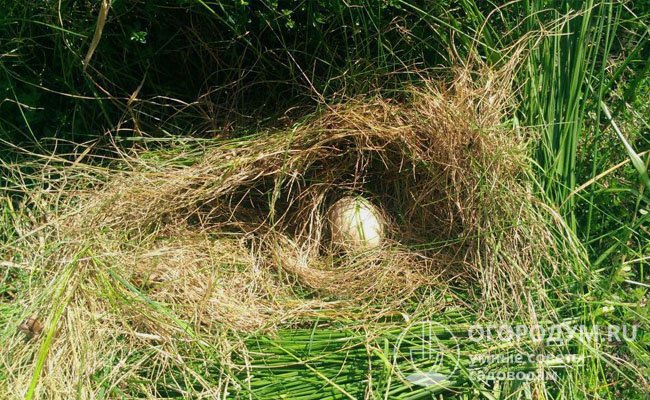 При свободном выгуле куры могут нестись в «скрытых» гнездах, труднодоступных для человека, например, в затененных зарослях кустарников