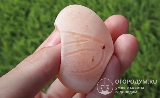 Отсутствие прочной скорлупы на яйце сигнализирует о сбоях в организме несушки