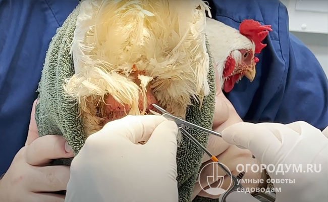 Воспалительные процессы в яйцеводе, приводящие к мельчанию и деформации яиц, требуют незамедлительного обращения к ветеринару