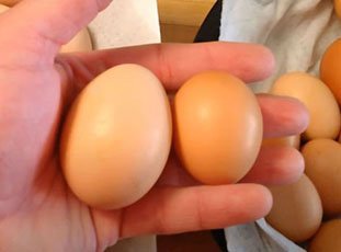 Почему куры несут мелкие яйца: причины и что с этим делать