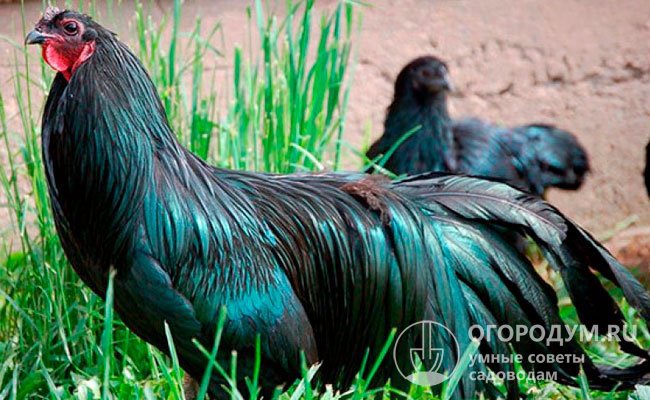 Породы черных кур: фото, названия, описание, характеристика - полный гайд