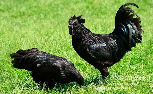 Породы черных кур: фото, названия, описание, характеристика