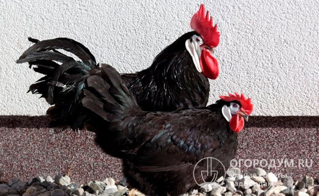 Важные признаки испанской белолицей породы черных кур (на фото) – крупный одиночный гребень и хвост с длинным пером