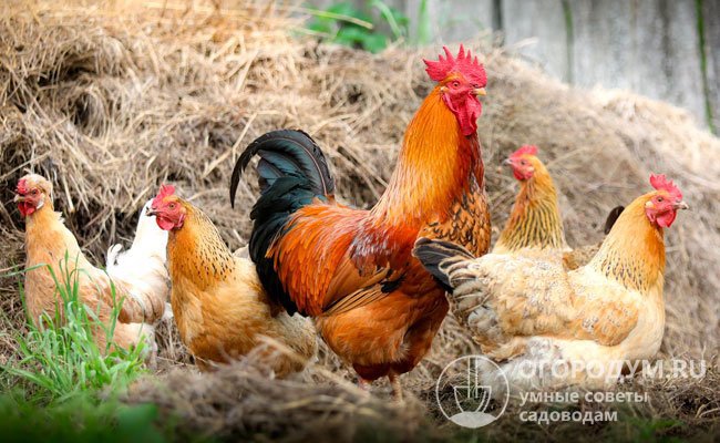 Неприхотливые и продуктивные куры составляют основу пернатого поголовья в домашних хозяйствах и на промышленных птицефабриках