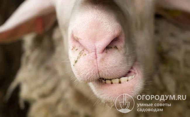 Важно оценить состояние и количество зубов: у взрослой овцы их 32 – 8 резцов и 24 коренных