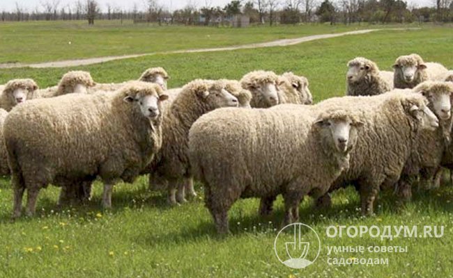 Численность поголовья волгоградских овец сегодня достигает 940 тысяч, 98% стада составляют чистопородные особи