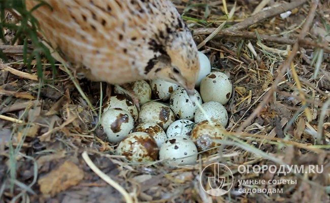 Самки высиживают яйца 15-17 дней, мужские особи не принимают никакого участия в «воспитании» птенцов