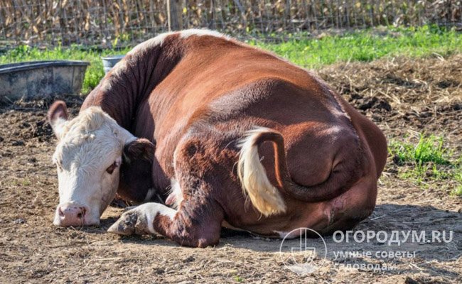 На фото – типичная форма родильного пареза у коровы: животное лежит, не реагируя на внешние раздражители, конечности парализованы, голова повернута набок