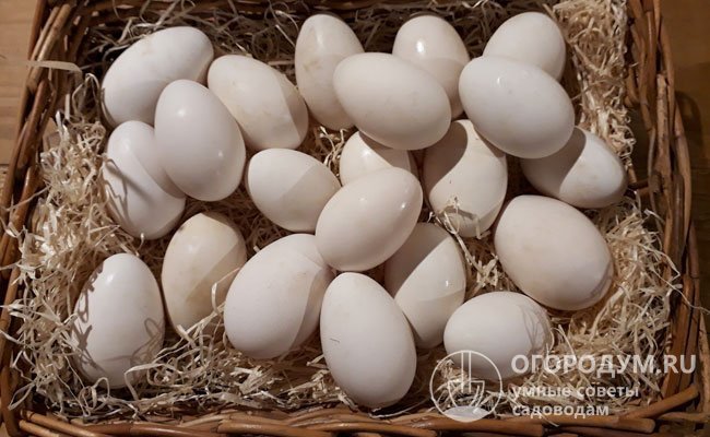Яйца собирают и хранят в прохладном месте не более 12 суток, с каждым последующим днем процент выводимости сильно снижается