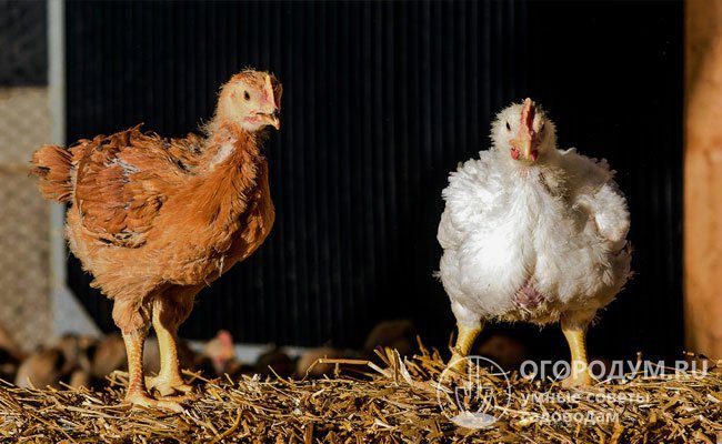 Кросс называют «цветным бройлером», однако цыплята редбро (на фото слева) в среднем на 25% уступают по скорости набора веса белым бройлерам, например, кобб 500 (справа)