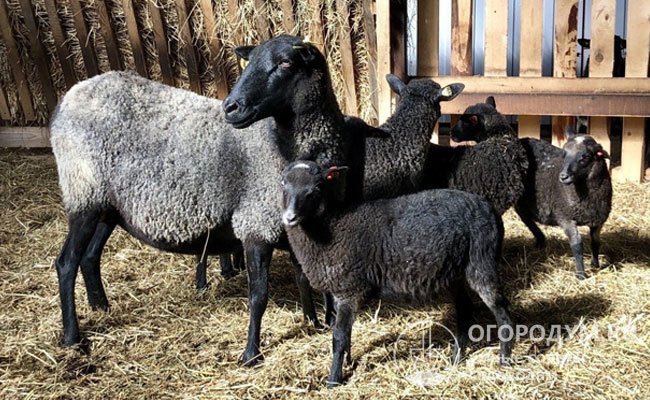 Овцематки отличаются склонностью к многоплодию, за один окот способны принести от 2 до 5 ягнят