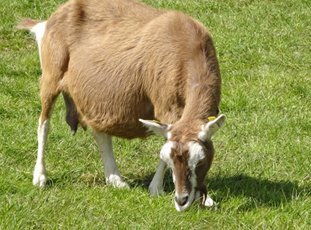 Сколько ходит беременная коза