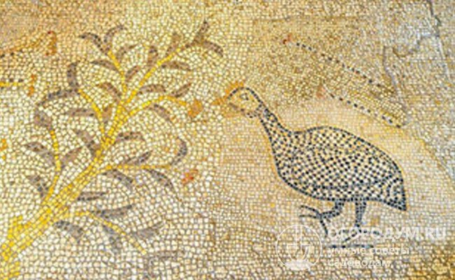 Мозаичное изображение, относящееся к V веку н. э., которое было обнаружено археологами при раскопках Херсонеса Таврического (вблизи Севастополя)