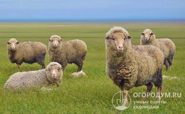 Тонкорунные овцы предпочитают степные пастбища, обладают крепким иммунитетом, адаптированы к различным климатическим условиям, неприхотливы в уходе