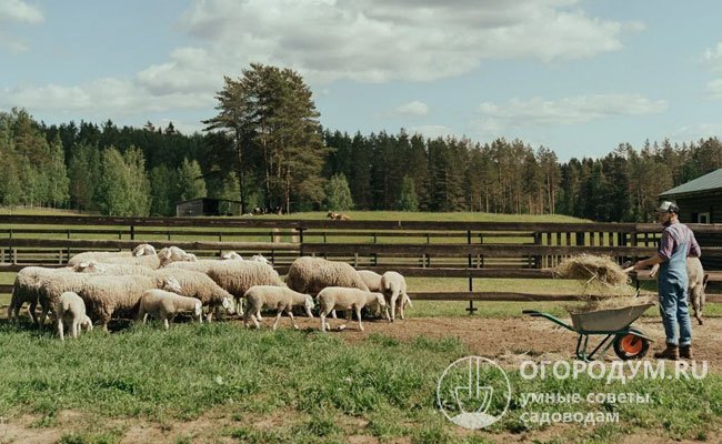 В любительском животноводстве наиболее распространены универсальные овцы, обладающие комбинированной продуктивностью