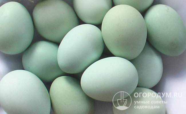 В зеленых яйцах содержатся яркие желтки, которые на 8% больше, чем у кур других яичных пород