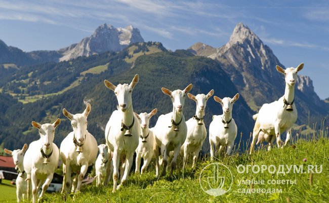 На родине породы, в Швейцарии, стадо зааненских коз насчитывает 14 тыс. голов, а численность по миру приближается к 1 млн особей