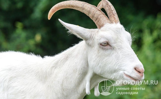 На фото – рогатая зааненская коза с «сережками» на шее