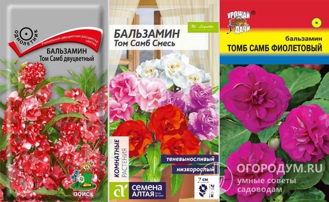 Выращивание бальзамина «Том Самб» из семян: интересные сорта и двухцветные цветы на клумбе - Наш сайт