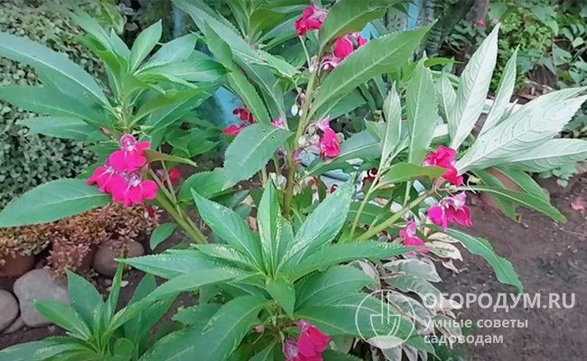 Благодаря многообразию форм и расцветок бальзамин можно считать универсальным, пригодным для различных типов клумб в саду и домашнего декоративного озеленения