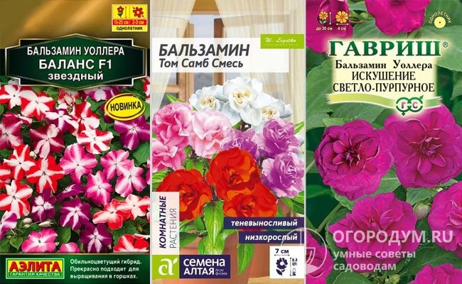 Хотя в Госреестр РФ включен лишь один сорт под названием «Розовые грезы», в продаже представлен широкий выбор посадочного материала от различных производителей