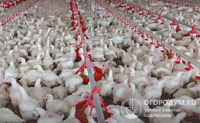 Чешские бройлеры кобб 500 составляют 25% рынка мясного промышленного птицеводства России