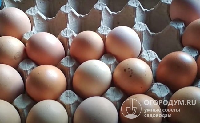 Кубанские несушки способны давать за год более 300 яиц весом 60-65 г