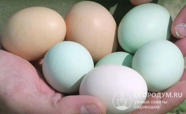 На фото – голубые яйца, получаемые от несушек китайских пород