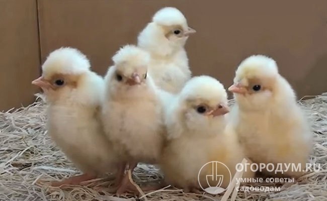 Хохолки заметны у цыплят уже в самом раннем возрасте